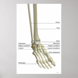 Benen på foten 5 poster