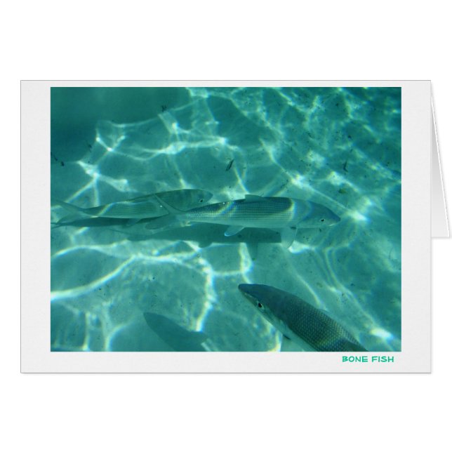 Benfisk OBS Kort (Framsidan Horizontal)