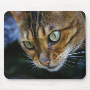 Bengal Cat Close-Up Musmatta