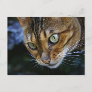 Bengal Cat Close-Up Vykort
