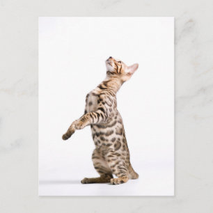 Bengal Cat Vykort
