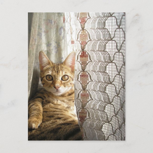 Bengal Cat-vykort Vykort (Framsida)