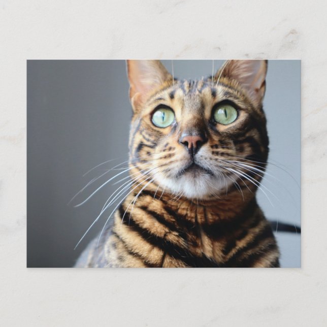 Bengal Cat-vykort Vykort (Framsida)