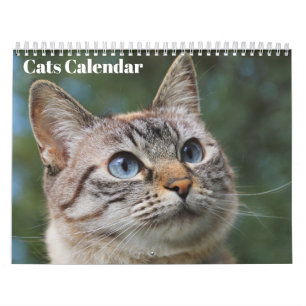 Bengal Cats 2025-kalender Kalender