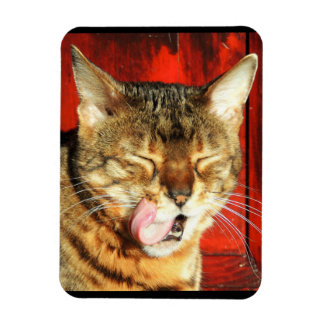 Bengal Kärlek Photo Magnet