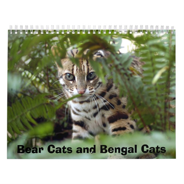 Bengal katt 022, björnkatter och Bengal katter Kalender (Omslag)