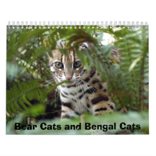 Bengal katt 022, björnkatter och Bengal katter Kalender