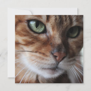 Bengal katt ansikte fotografi, anpassa detta julkort