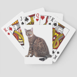 Bengal katt som leker kort kortlek