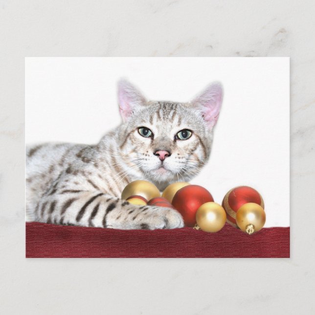 Bengal-kattjul Helg Vykort (Framsida)