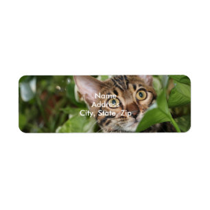 BENGAL KATTUNGE I POTHOS RETURADRESS ETIKETT