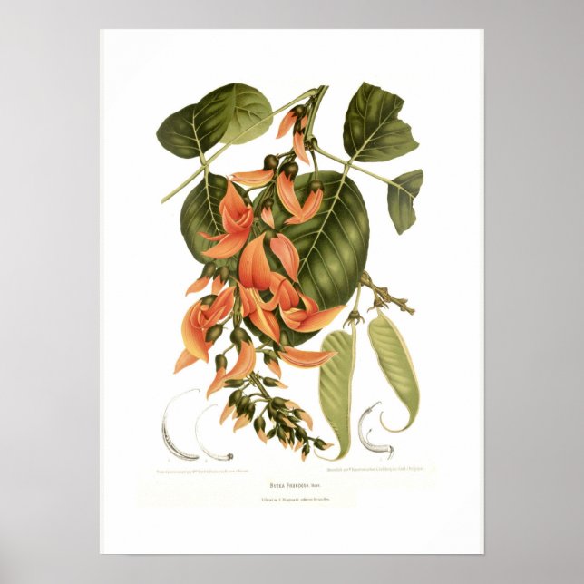 Bengal kino poster (Framsidan)