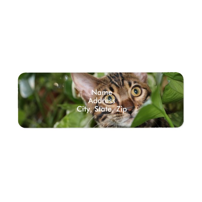 BENGAL KITTEN IN POTHOS RETURADRESS ETIKETT (Framsidan)