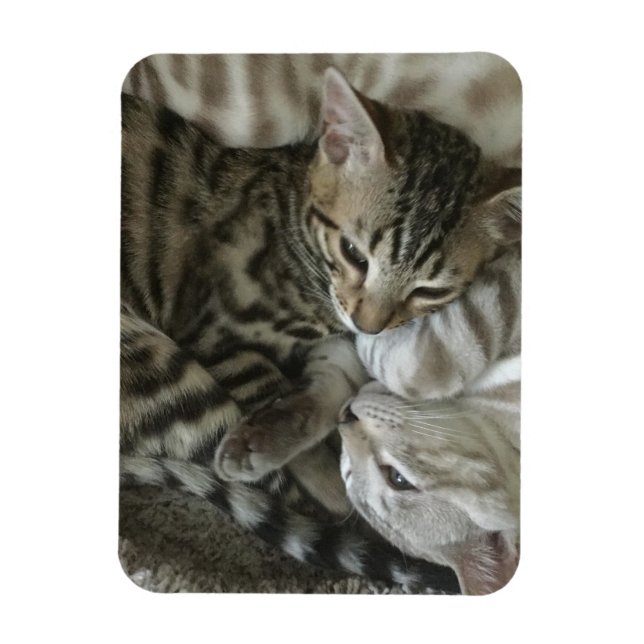 Bengal Kittens Magnet (Vertikal)