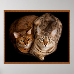 Bengal Kittens par Poster