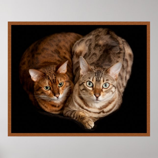 Bengal Kittens par Poster (Framsidan)