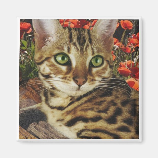 Bengal Magnets Magnet (Framsidan)