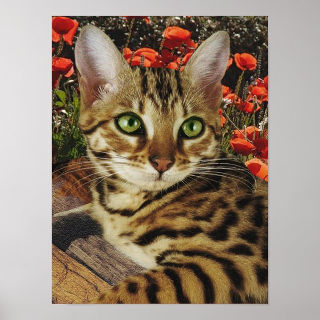 Bengal Poster (Framsidan)