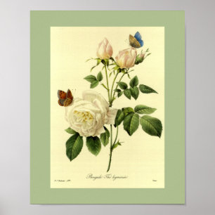 Bengal Ro 16 X 20 Poster