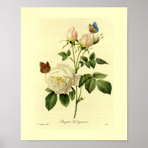 Bengal Ro botaniska Blommigten Poster