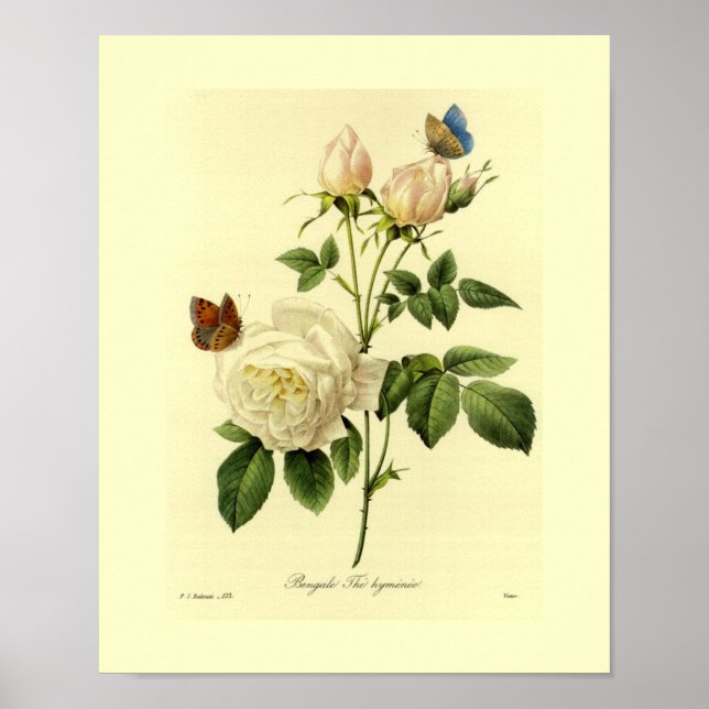 Bengal Ro botaniska Blommigten Poster (Framsidan)