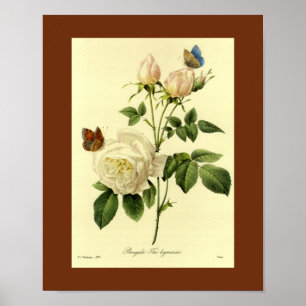 Bengal steg 16 x 20 poster