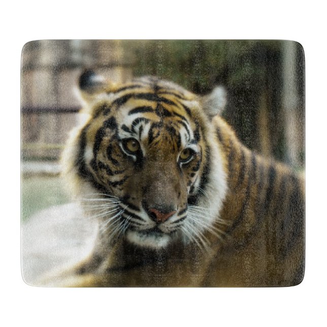 Bengal Tiger (Framsidan)