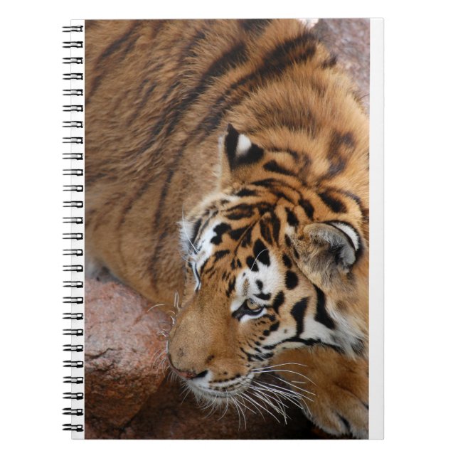 Bengal Tiger Anteckningsbok (Framsidan)