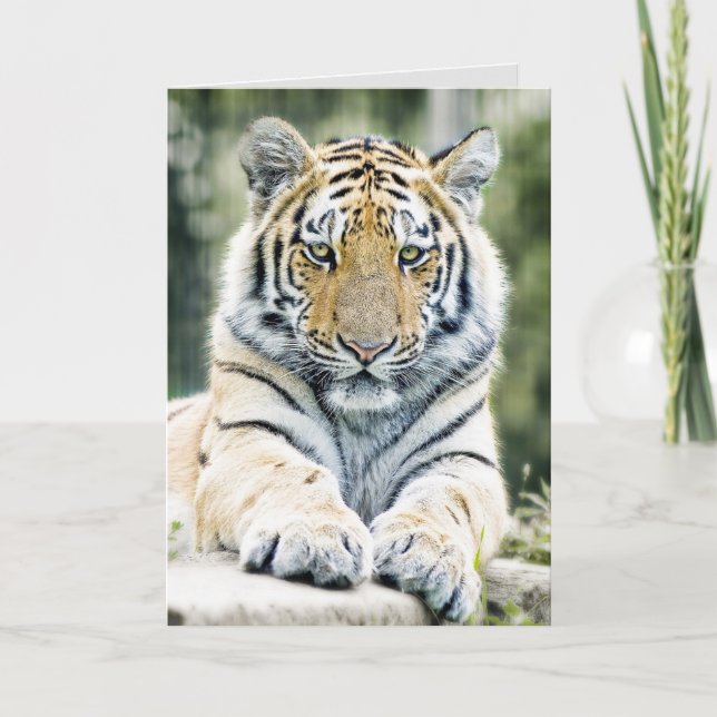 BENGAL TIGER ART BIRTHDAY GREETDS CARDS KORT (Framsida)