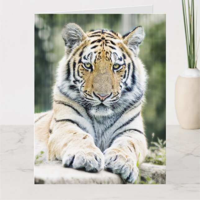BENGAL TIGER ART BIRTHDAY OVERSIZED GREETING CARD KORT (Framsida)