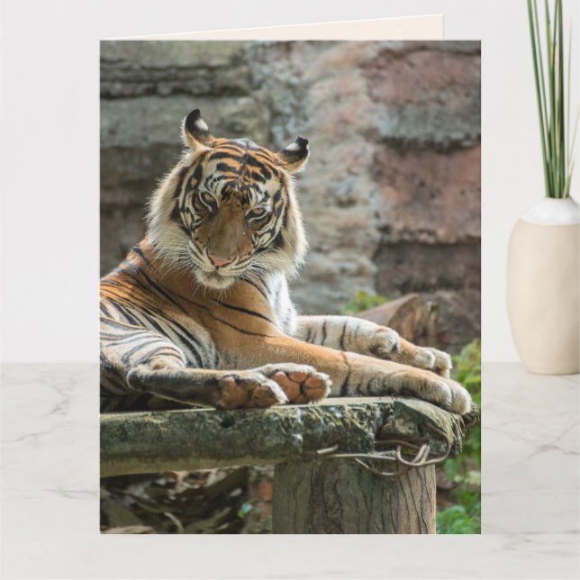 BENGAL TIGER BEAUTIFUL BIRTHDAY Greeting Card Kort (Framsida)