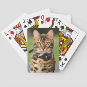 Bengal Tiger Cat Casinokort