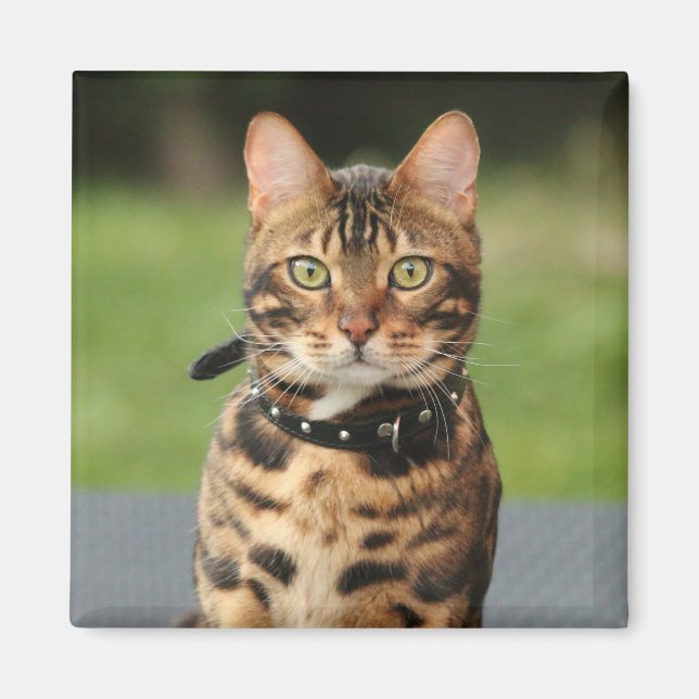 Bengal Tiger Cat Magnet (Framsidan)