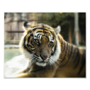 Bengal Tiger Fototryck