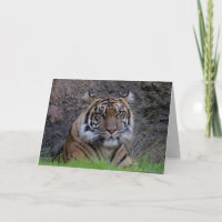 Bengal Tiger Greeting Card (4765)