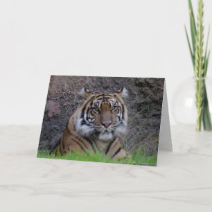 Bengal Tiger Greeting Card (4765) Kort