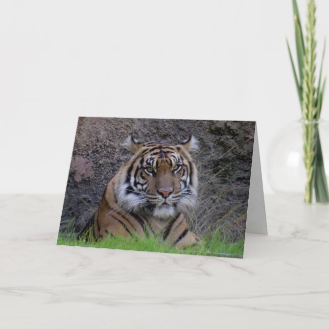 Bengal Tiger Greeting Card (4765) Kort (Framsida)