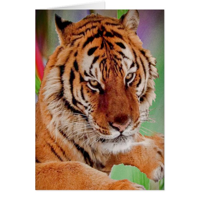 Bengal Tiger Hälsningskort (Framsidan)