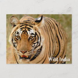 Bengal Tiger i Ranthambore National Park i Indien Vykort