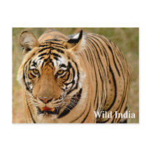 Bengal Tiger i Ranthambore National Park i Indien
