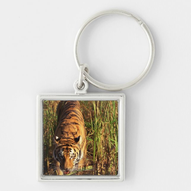Bengal tiger i våtmarker fyrkantig silverfärgad nyckelring (Framsidan)