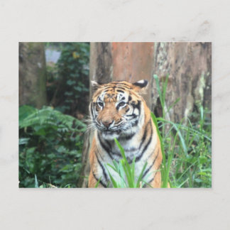 Bengal Tiger, Indien Vykort