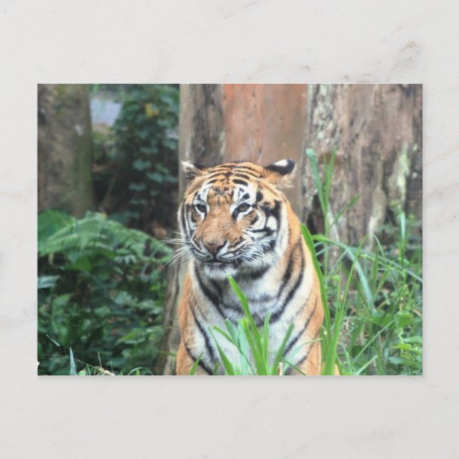 Bengal Tiger, Indien Vykort (Framsida)