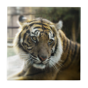 Bengal Tiger Kakelplatta