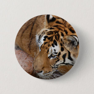 Bengal Tiger Knapp