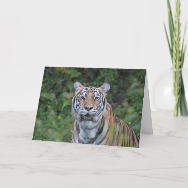 Bengal Tiger Kort (Framsida)