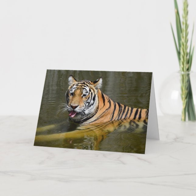 Bengal Tiger-kylning av Kort (Framsida)