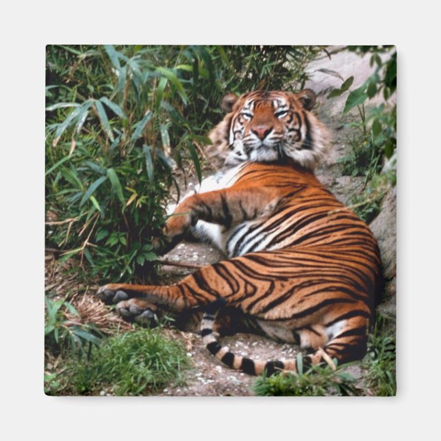 Bengal Tiger Magnet (Framsidan)