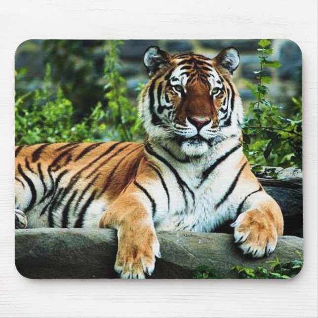 bengal tiger musmatta (Framsidan)