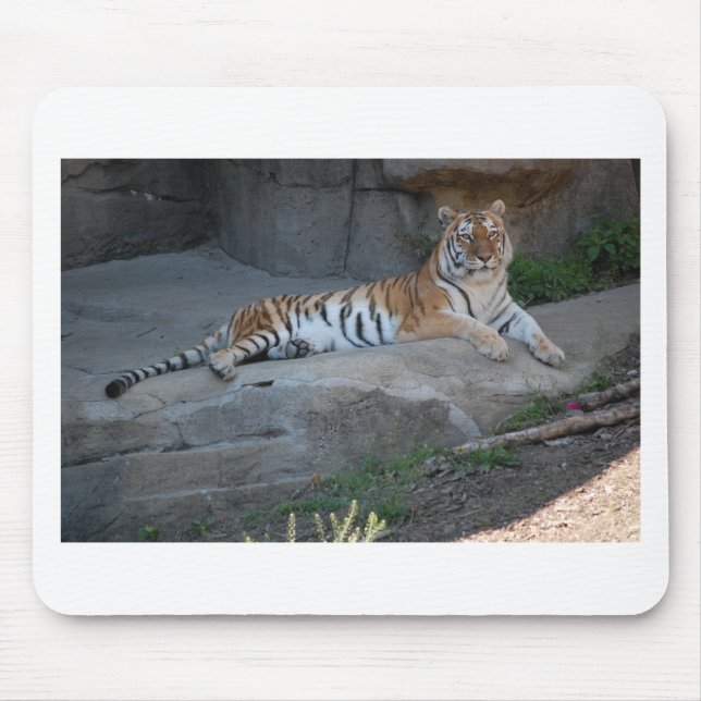 Bengal Tiger Musmatta (Framsidan)